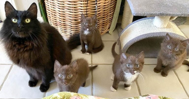 Gata gatitos marrones prosperan gracias familia