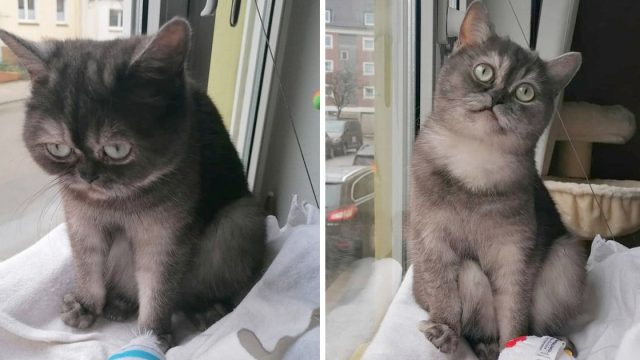 Gatita incomprendida parecer gruñona encuentra familia