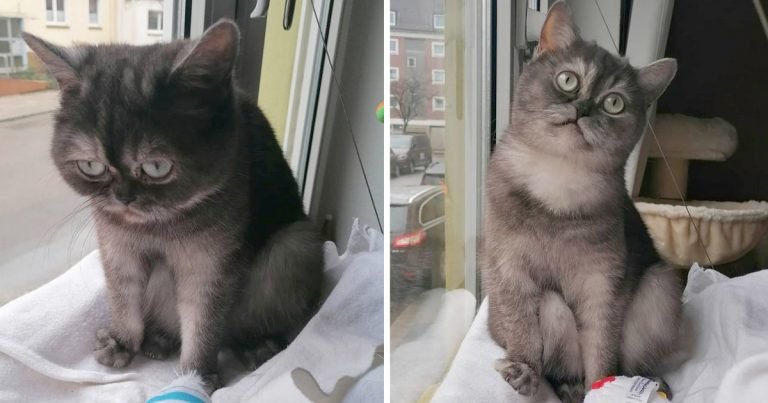 Gatita incomprendida por parecer gruñona encontró la familia y el hogar perfecto