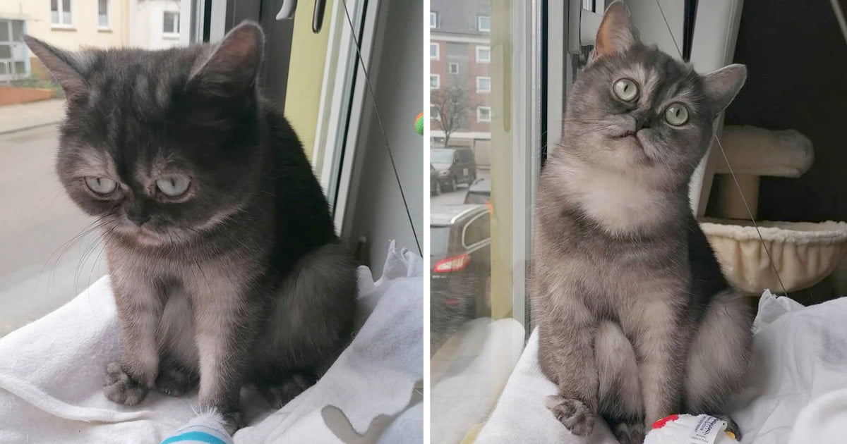 Gatita incomprendida parecer gruñona encuentra familia