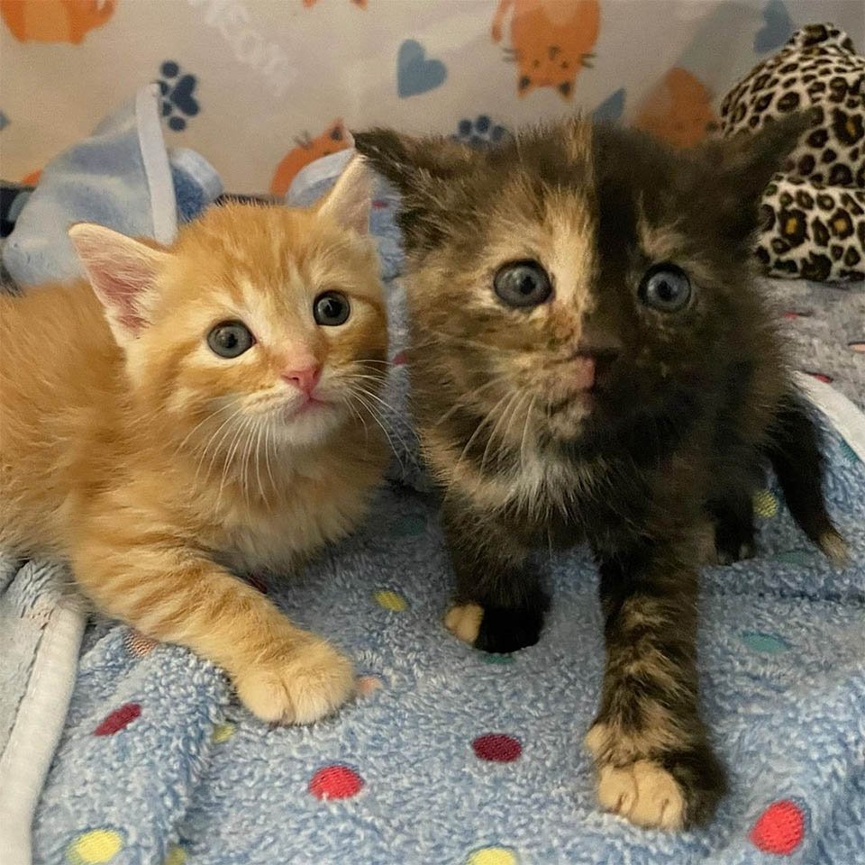 Gatitas con mucha actitud se cuidan una a la otra y se hacen amigas de otros gatos en el camino 3 Gatitas con actitud rescatadas