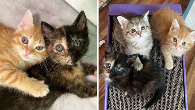 Gatitas se cuidan una otra amigas otros gatos