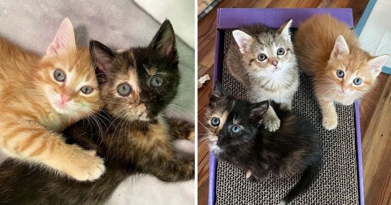 Gatitas con mucha actitud se cuidan una a la otra y se hacen amigas de otros gatos en el camino