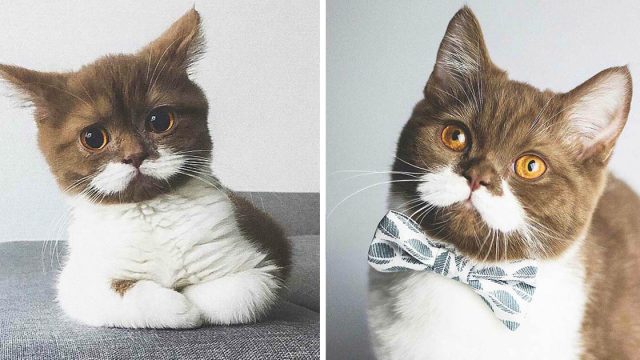 Gatito con el bigote más perfecto se gana el corazón de esta familia