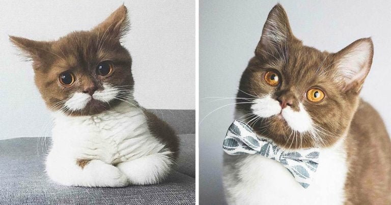 Gatito con el bigote más perfecto se gana el corazón de esta familia