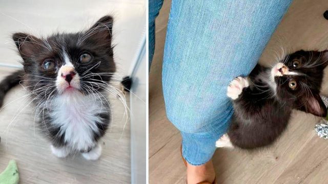 Gatito con magníficos bigotes rescatado de la calle derrite corazones