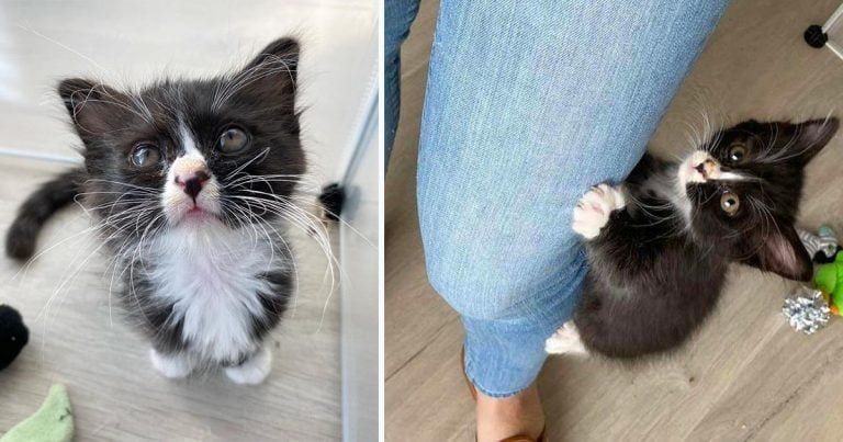 Gatita con magníficos bigotes rescatada de la calle derrite el corazón de todos