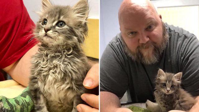 Gatito con pata lesionada encontró familia