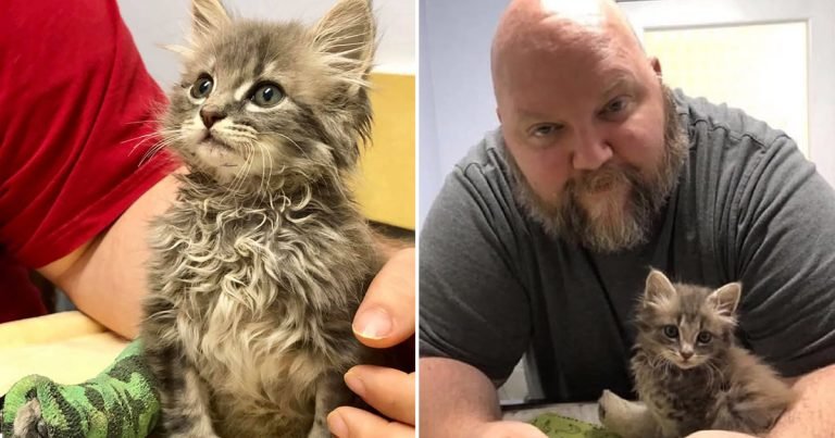Gatito con una pata lesionada encontró la familia que siempre había querido