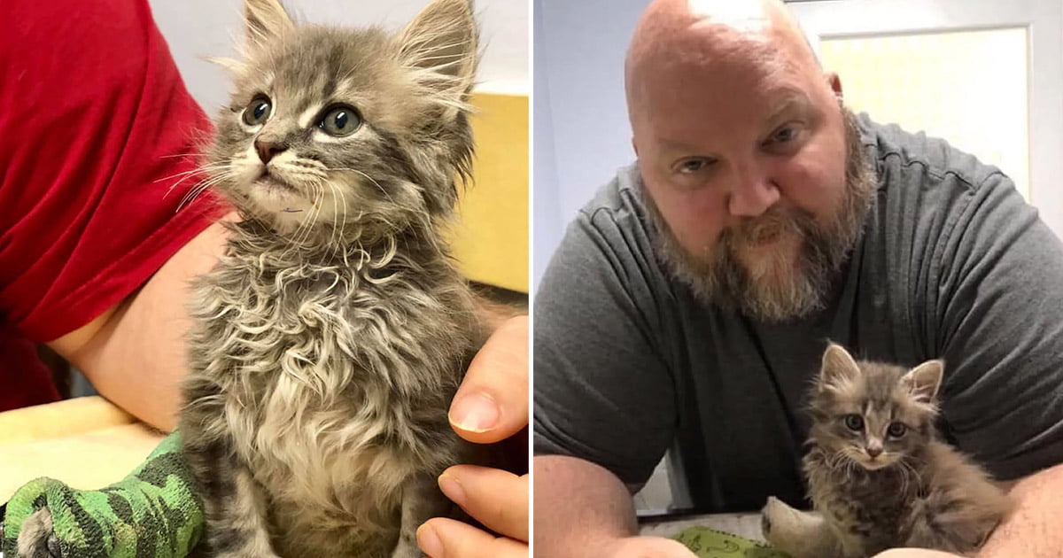Gatito con pata lesionada encontró familia
