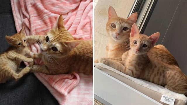 Gatito rescatado se hizo amigo de una gata