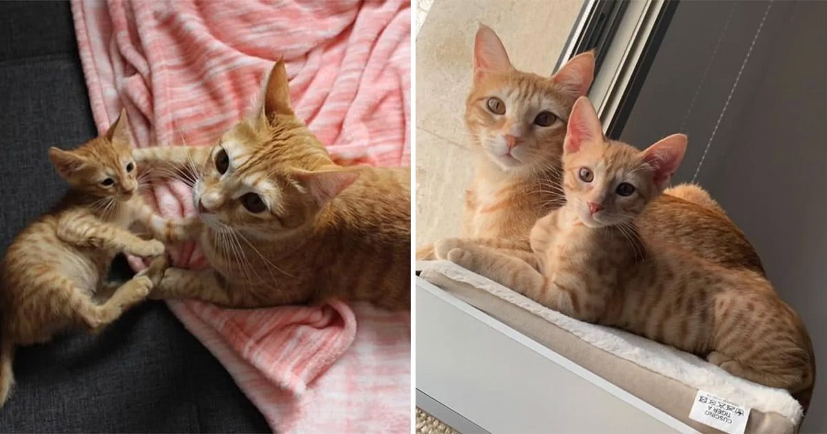 Gatito rescatado se hizo amigo de una gata
