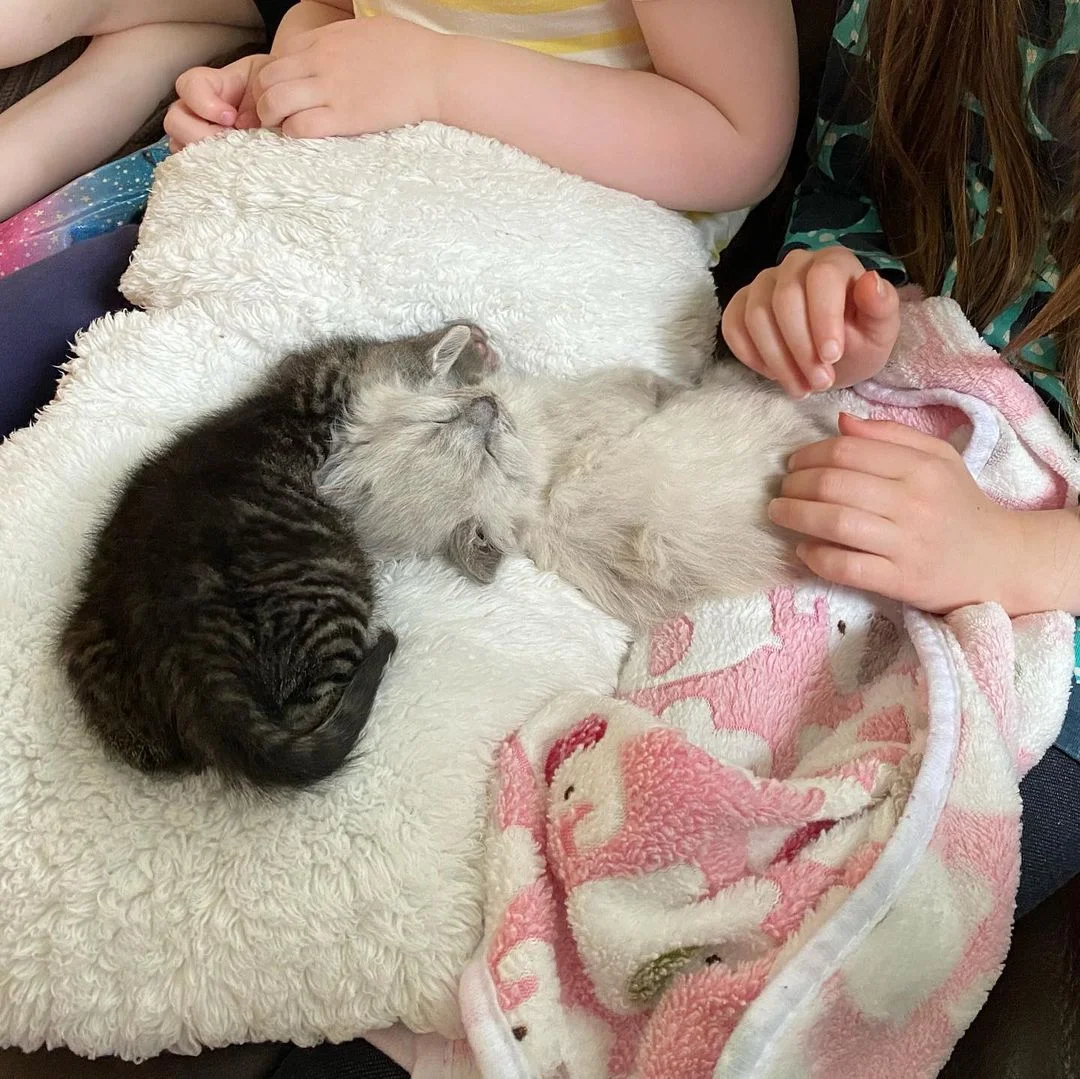 Gatitos de camadas diferentes comparten un vínculo adorable y esperan juntos un hogar 1 Gatitos de camadas diferentes esperan juntos un hogar