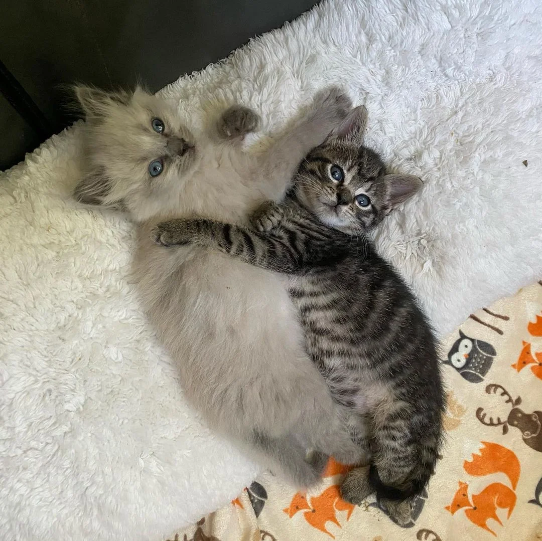 Gatitos de camadas diferentes comparten un vínculo adorable y esperan juntos un hogar 3 Gatitos de camadas diferentes