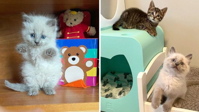 Gatitos diferentes camadas comparten vinculo adorable