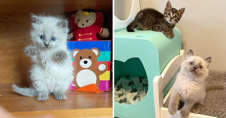 Gatitos de camadas diferentes comparten un vínculo adorable y esperan juntos un hogar