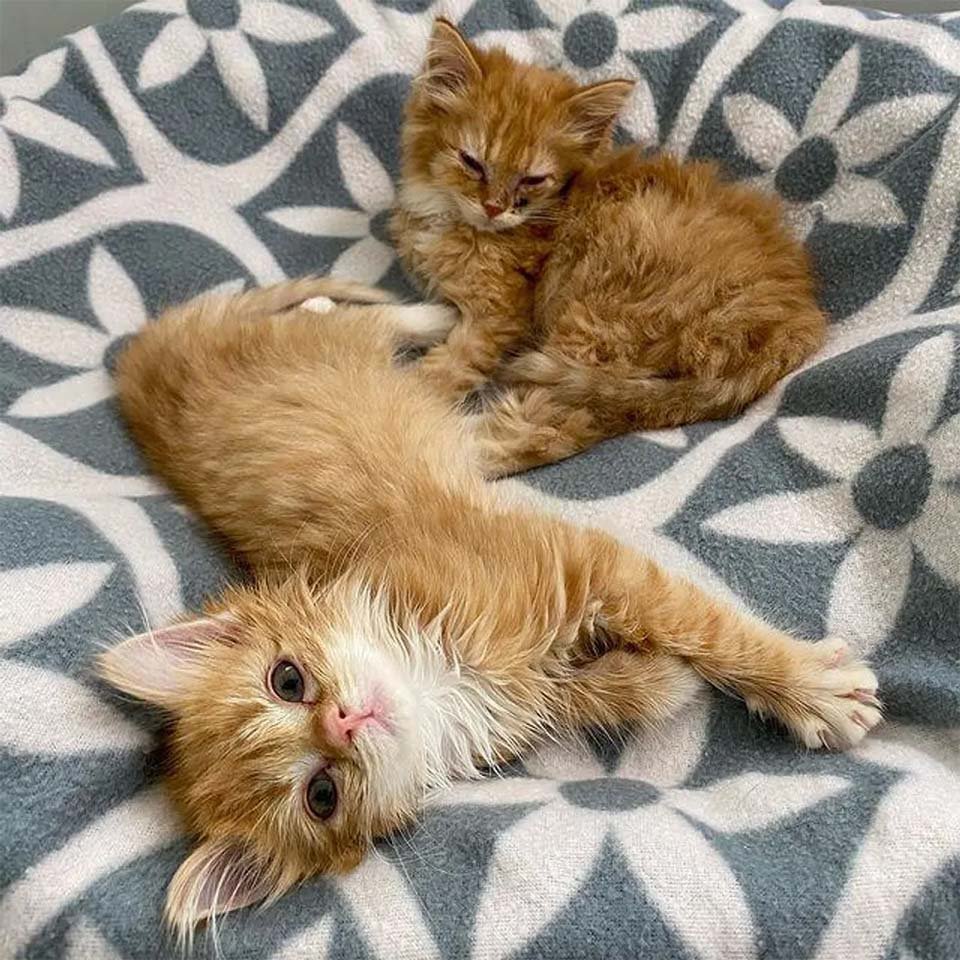 Gatitos gemelos están felices