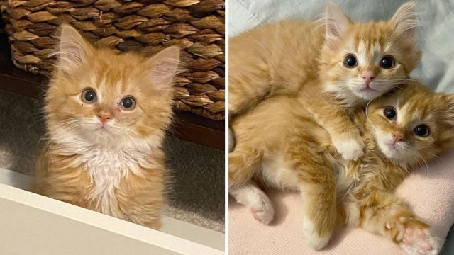Gatitos gemelos felices tener lugar rescatados