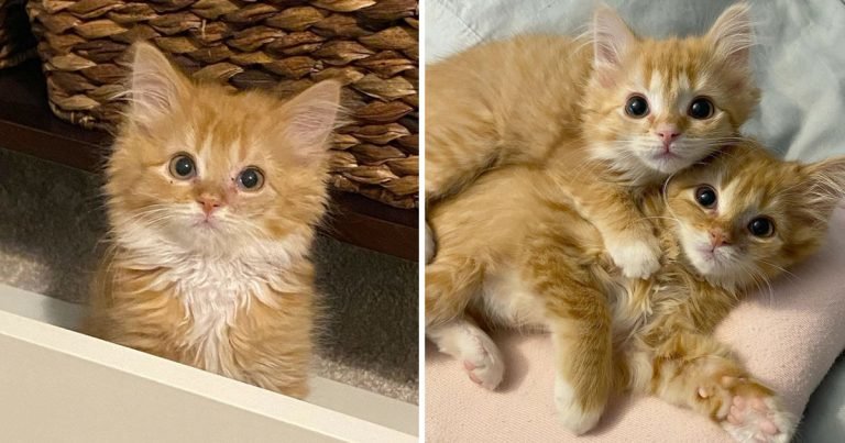 Gatitos gemelos están felices de tener un lugar después de haber sido rescatados