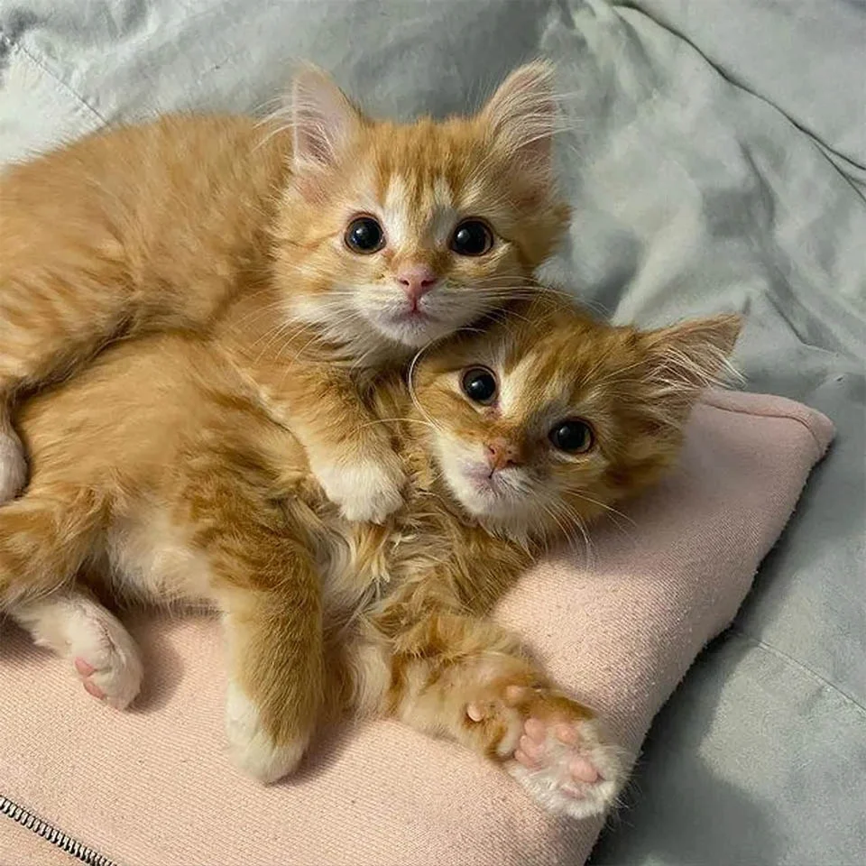 Gatitos gemelos felices