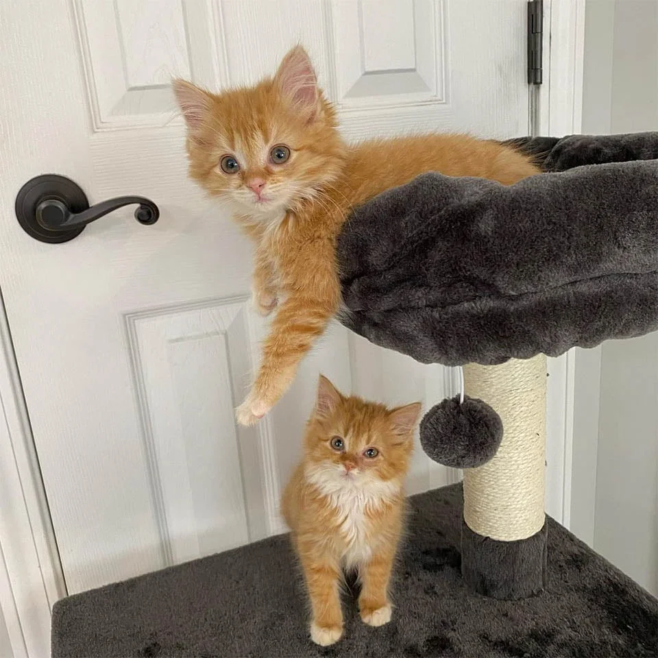Gatitos gemelos jugando