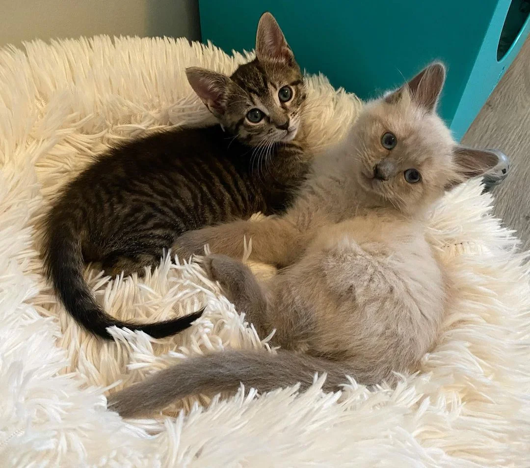 Gatitos de camadas diferentes comparten un vínculo adorable y esperan juntos un hogar 5 felinos muy unidos