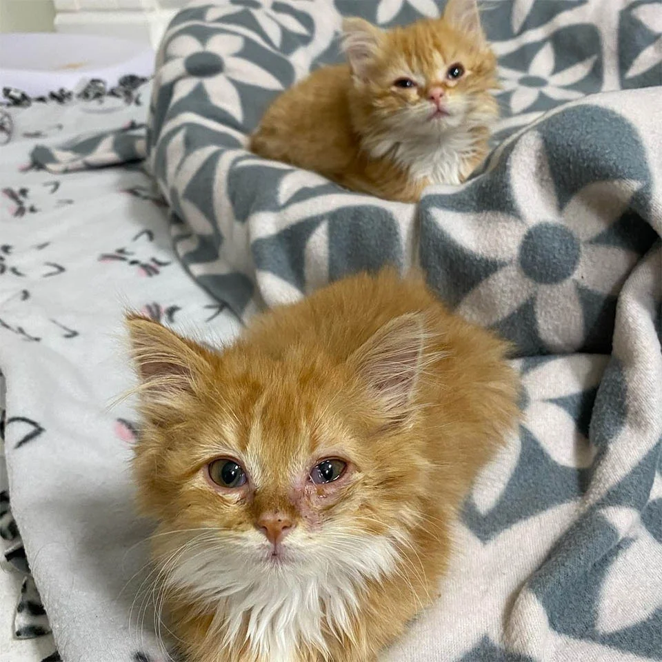 Gatitos rescatados
