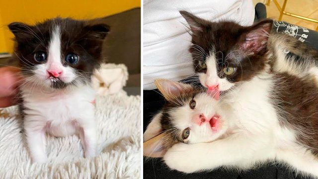 Gatitos se encontraron de una manera adorable y forman un vínculo inquebrantable