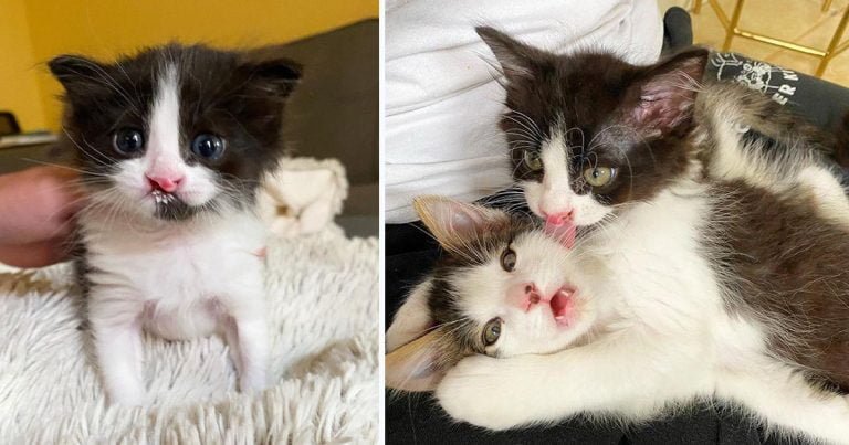 Gatitos se encontraron de una manera adorable y forman un vínculo inquebrantable