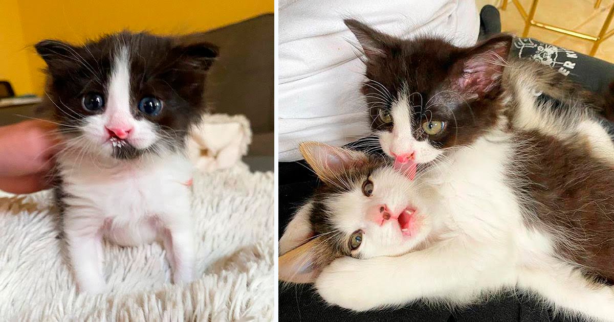 Gatitos se encontraron de una manera adorable y forman un vínculo inquebrantable