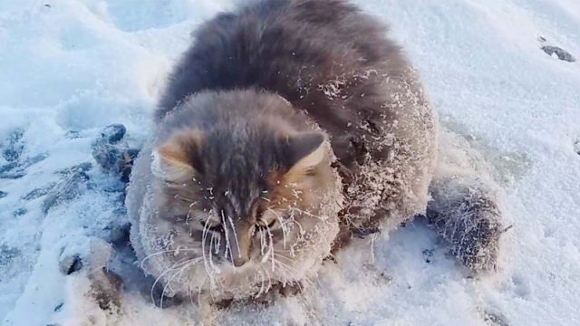 Gato es rescatado después de que sus cuatro patas se congelaran y no podía moverse