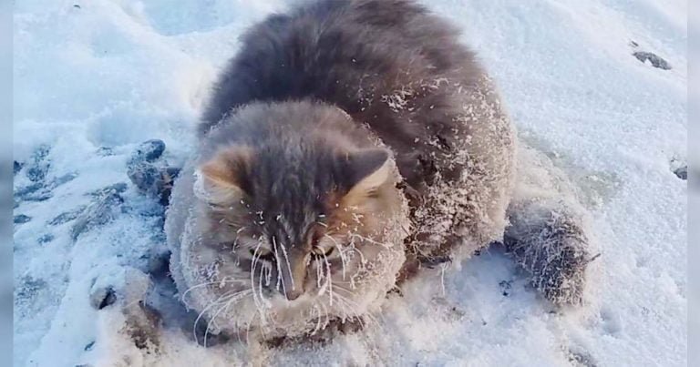 Gato es rescatado después de que sus cuatro patas se congelaran y no podía moverse