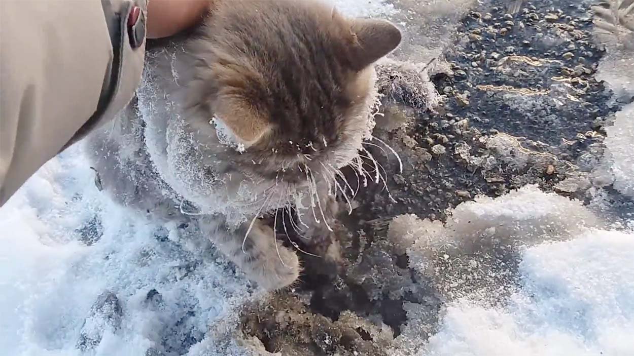 Gato es rescatado después de que sus cuatro patas se congelaran