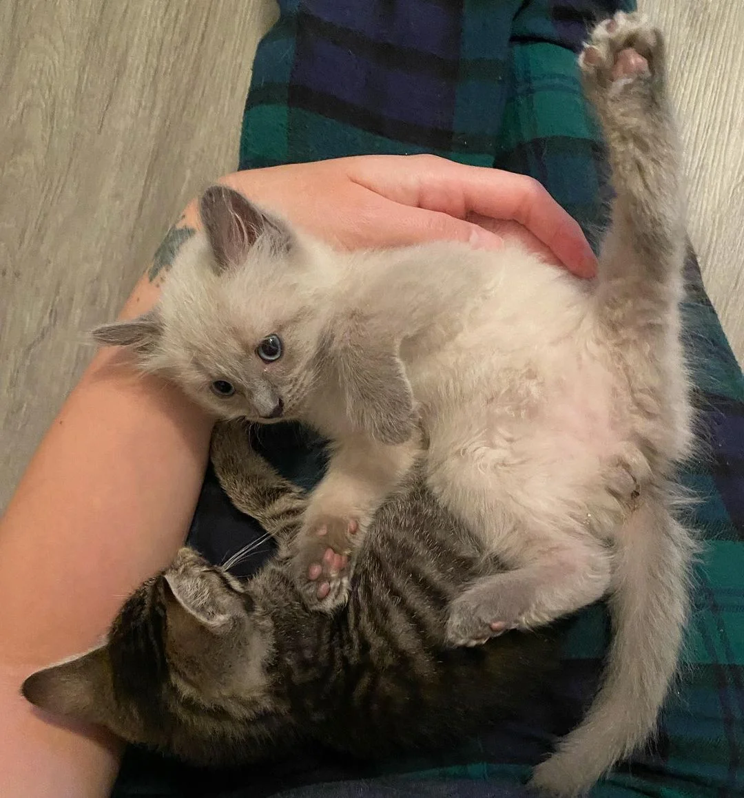 Gatitos de camadas diferentes comparten un vínculo adorable y esperan juntos un hogar 2 Gatos jugando