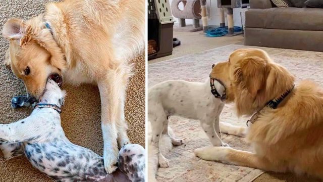 Golden Retriever sabe exactamente cómo mantener a raya a su hermanito