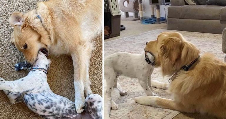 Golden retriever sabe exactamente cómo mantener a raya a su hermanito