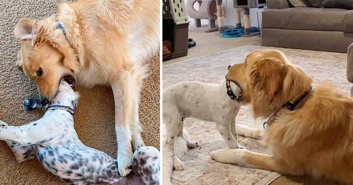 Golden Retriever sabe exactamente cómo mantener a raya a su hermanito