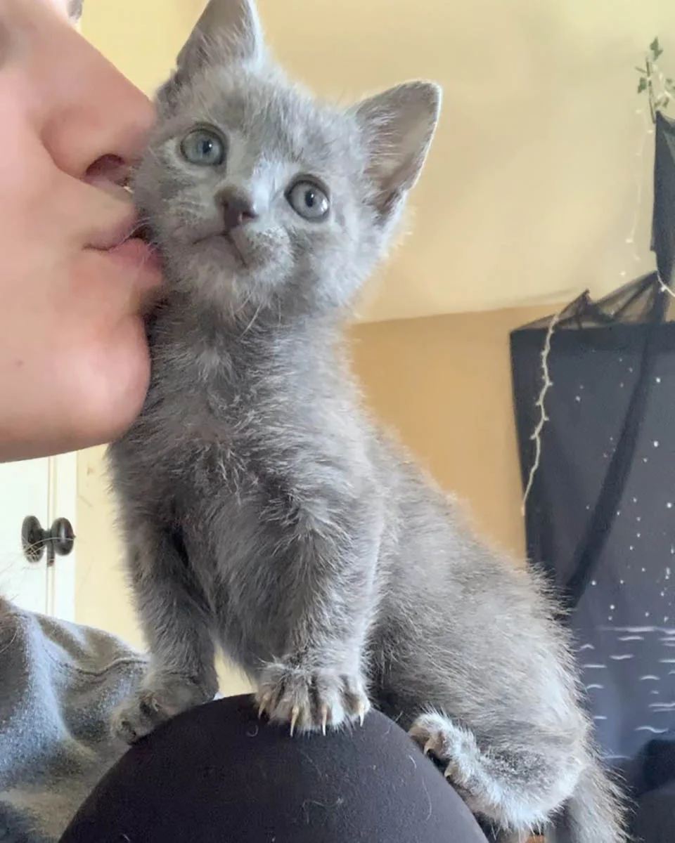 Hermoso gatito gris