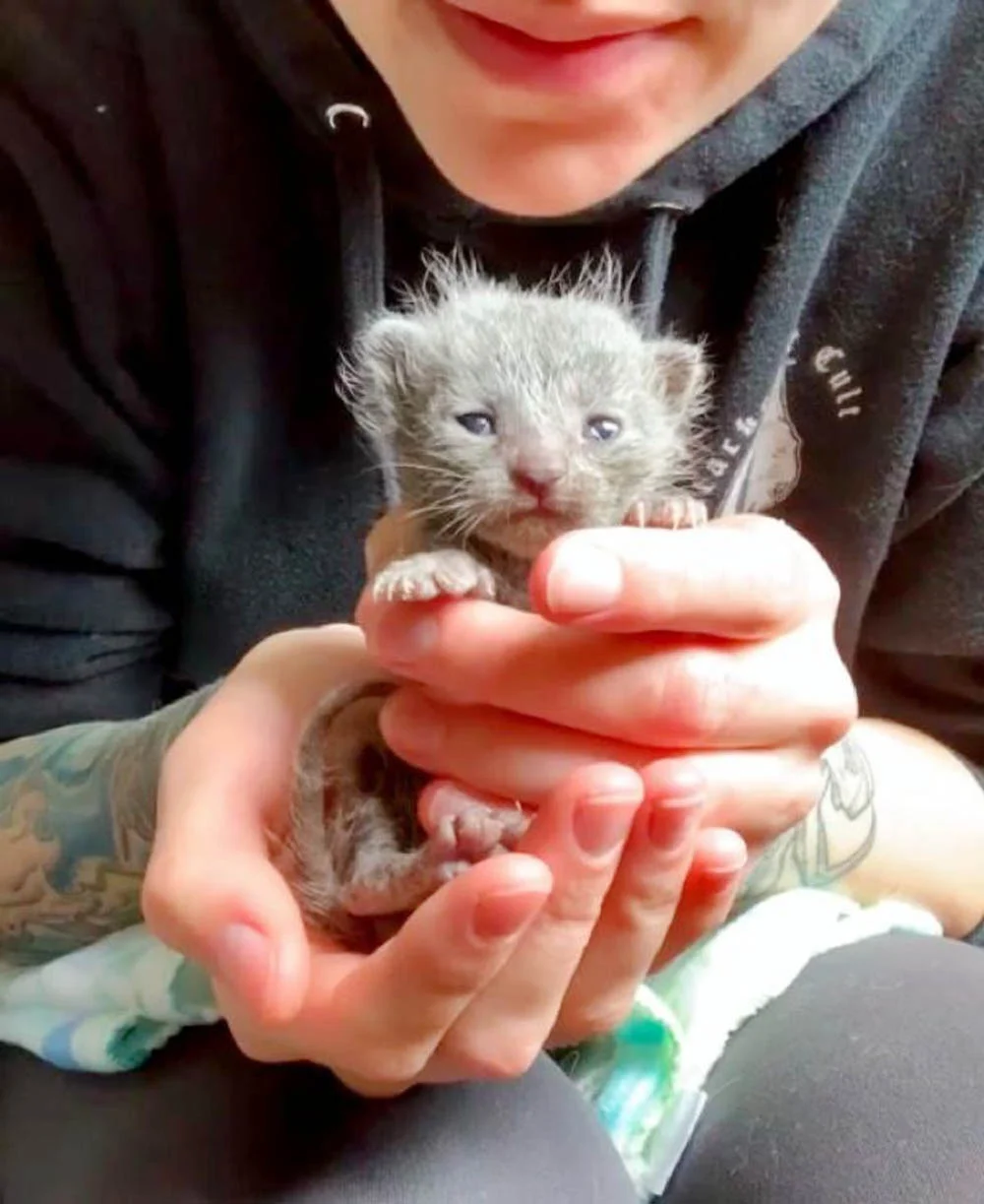 Hermoso gatito rescatado
