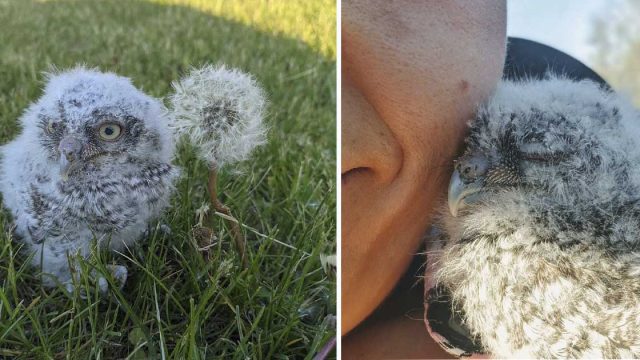 Mujer encuentra un mochuelo diminuto y tiene el mejor momento de Disney