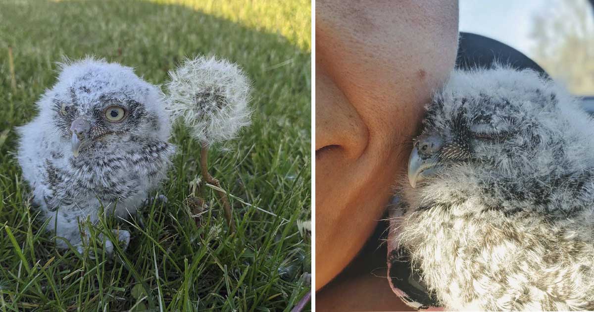 Mujer encuentra un mochuelo diminuto y tiene el mejor momento de Disney