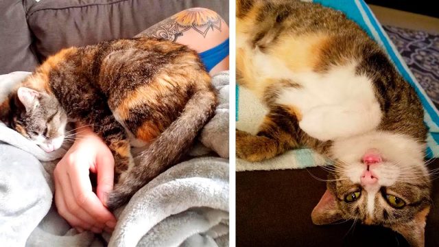 Mujer pide al gato que lleva más tiempo en un refugio y encuentra a un gatito sordo esperándola