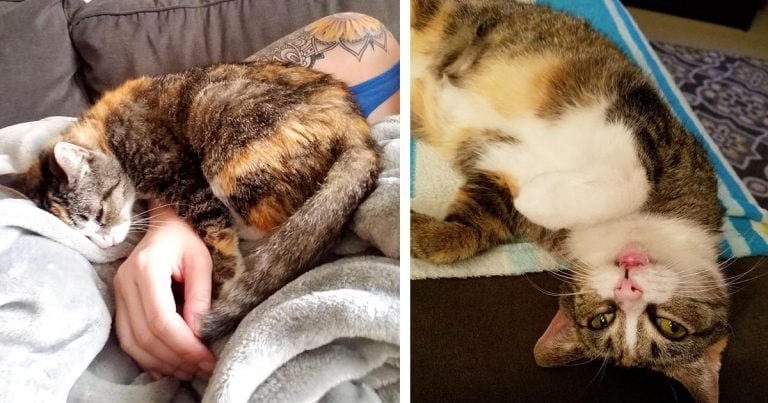 Mujer pide al gato que lleva más tiempo en un refugio y encuentra una gatita sorda esperándola