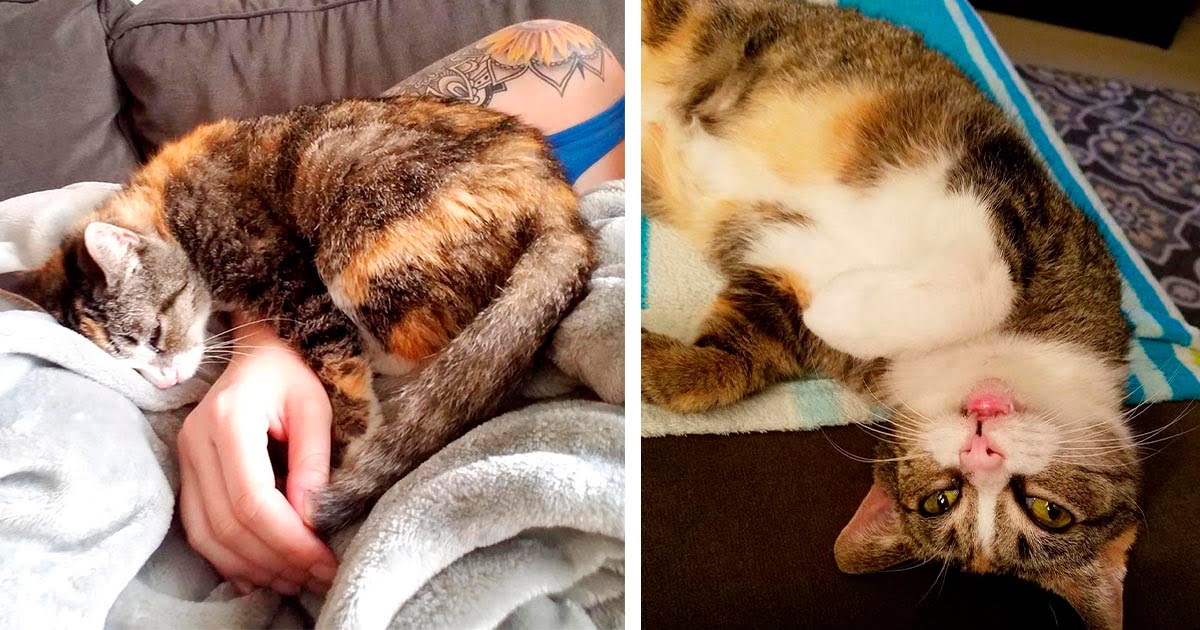 Mujer pide al gato que lleva más tiempo en un refugio y encuentra a un gatito sordo esperándola