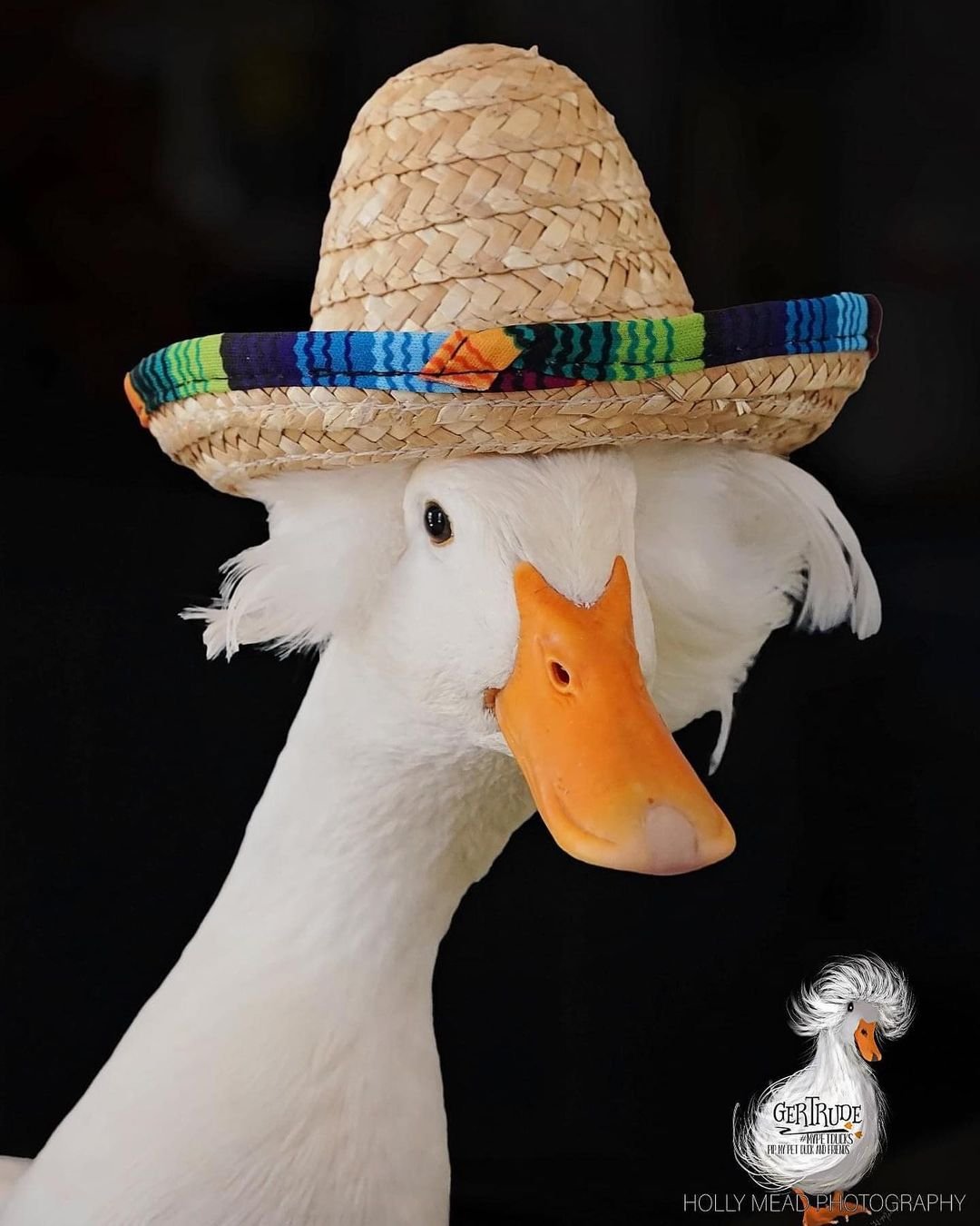 Pato con sombrero