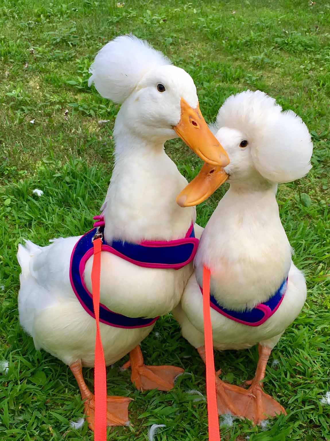 Conoce a Gertrude, la pata que es famosa por su "cabello" 3 Patos en la granja