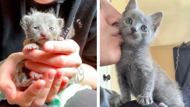 Pequeño gatito con fuerte voluntad se transforma en el gato más dulce
