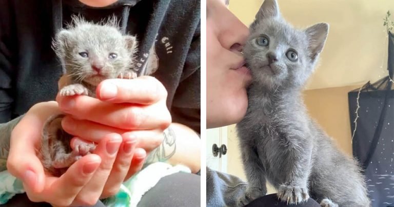 Pequeña gatita con fuerte voluntad se transforma en la gata más dulce
