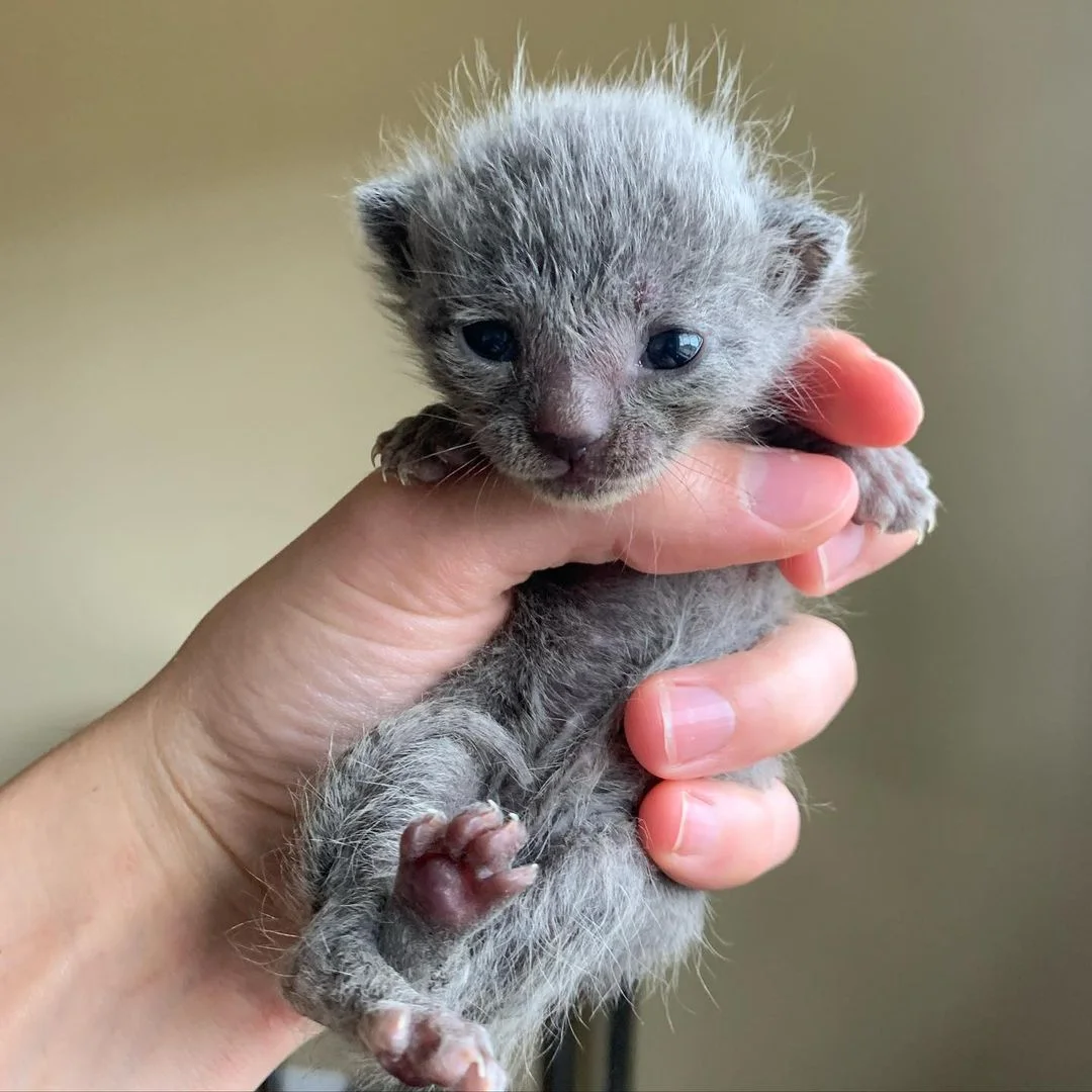 Pequeño gatito con fuerte voluntad