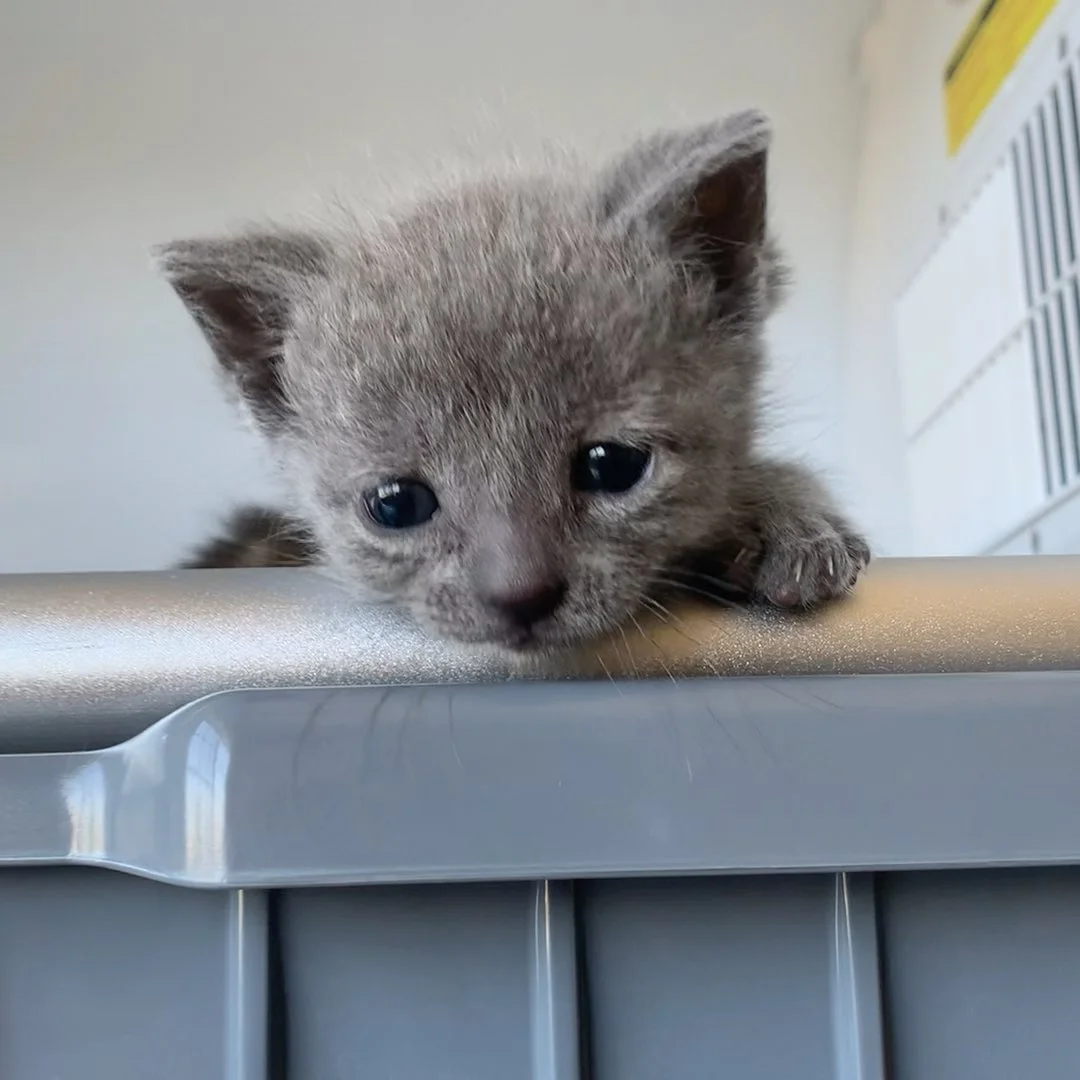 Pequeño gatito se transforma en el gato más dulce